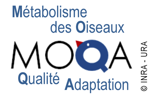 Logo équipe MOQA